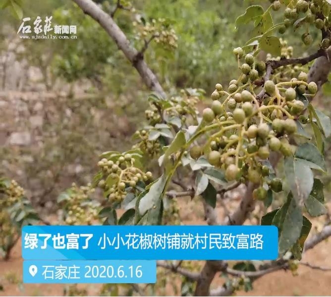 綠了也富了 小小花椒樹鋪就村民致富路